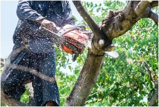 tree services Wakefield